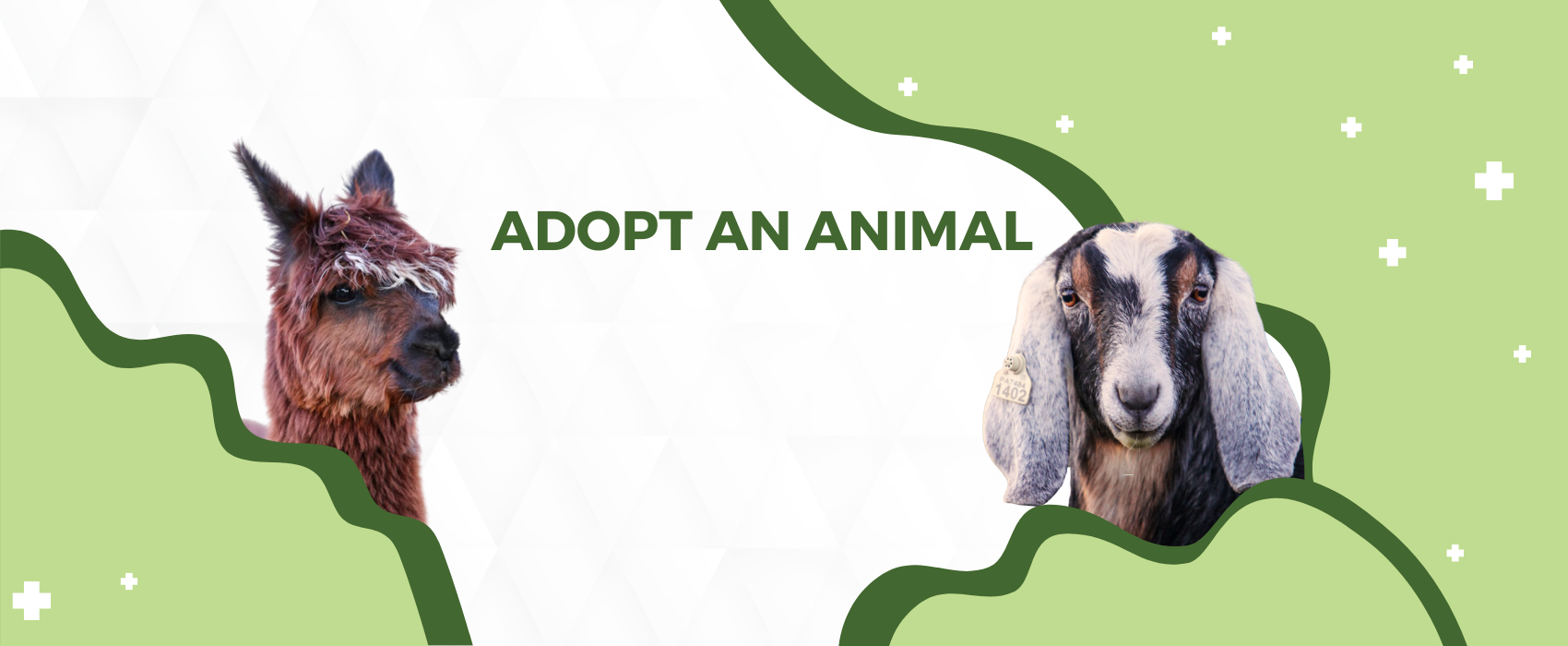 Adopt an animal (3)