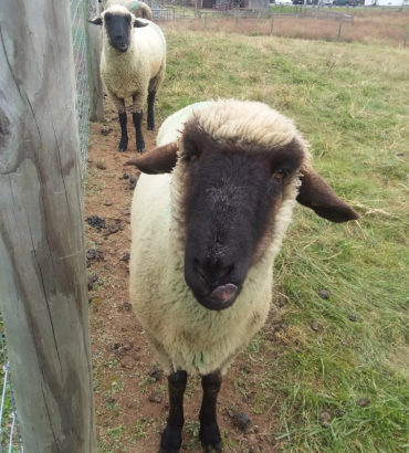 Ewes-in-line