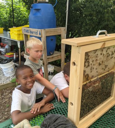 Improved on bee education with two-frame observation hive and honey harvest with students!